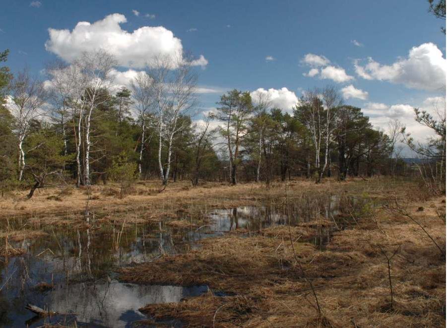Ibmer Moor